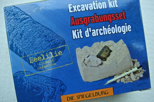 Ausgrabungsset seelilie die - , (die